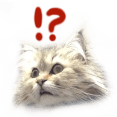 [LINEスタンプ] チンチラゴールドのちむちむ