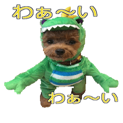[LINEスタンプ] トイプードル ティル 写真ver.4