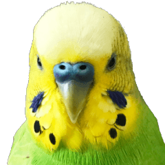 [LINEスタンプ] セキセイインコのぽぽちゃん