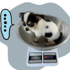 [LINEスタンプ] Toto ( a little dog )