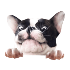 [LINEスタンプ] Frankie is frenchie