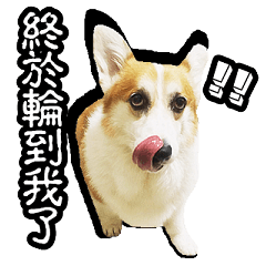 [LINEスタンプ] corgi dog daily