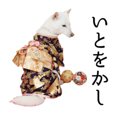 [LINEスタンプ] 北海道犬まぅの気持ちドレスアップスタイル