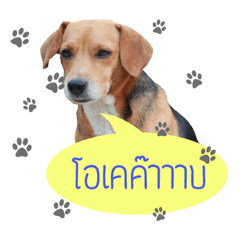 [LINEスタンプ] The Half Beagle dog