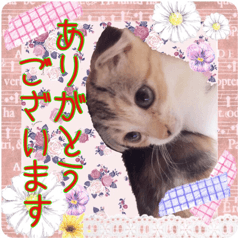 [LINEスタンプ] 大人可愛い三毛猫ももちゃん8