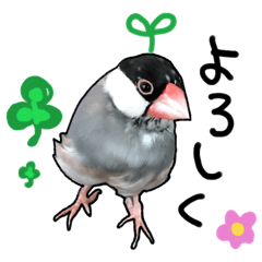 [LINEスタンプ] 文鳥のスタンプ ー うちのピーちゃん