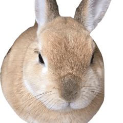 [LINEスタンプ] うさぎさんの1日