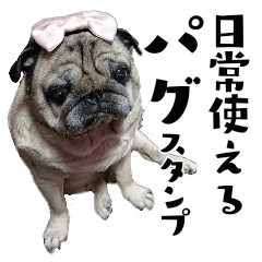 [LINEスタンプ] 日常使えるパグスタンプ♪すてさん(実写)