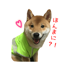 [LINEスタンプ] 柴犬との君の関西弁 No.1