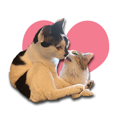 [LINEスタンプ] ぷちおさんとあんこちゃんの猫実写スタンプの画像（メイン）