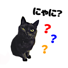 [LINEスタンプ] 黒猫目線