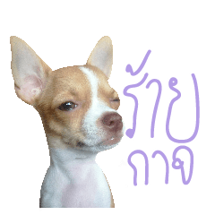 [LINEスタンプ] Hunny is Chihuahua