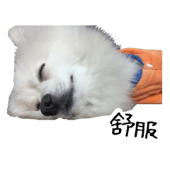 [LINEスタンプ] Spitz Kuma's face time