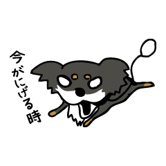 [LINEスタンプ] チワワのコロ助