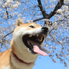 [LINEスタンプ] 柴犬の金太だぞ？第1弾