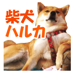 [LINEスタンプ] 柴犬のハルカ