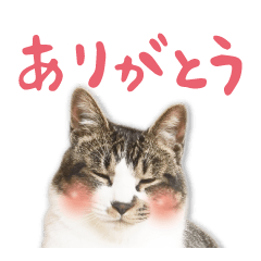 [LINEスタンプ] ねこのトド。