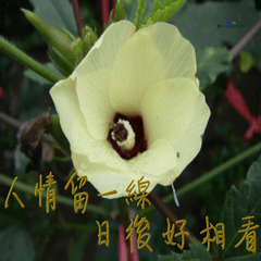[LINEスタンプ] beautiful pictures:Taiwanese