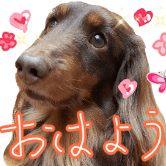 [LINEスタンプ] Big nose dog Toby-Japaneseの画像（メイン）