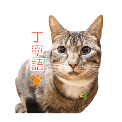 [LINEスタンプ] とらねこ りーべの日常