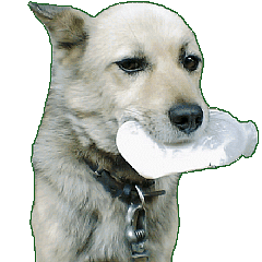 [LINEスタンプ] 愛犬たちのスタンプ