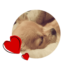 [LINEスタンプ] チワワのエブリデイ2