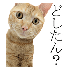 [LINEスタンプ] ネコ好きのためのかわいい茶トラ猫スタンプ