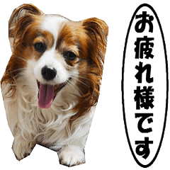 [LINEスタンプ] 動く、犬のパピィ-3、敬語の画像（メイン）