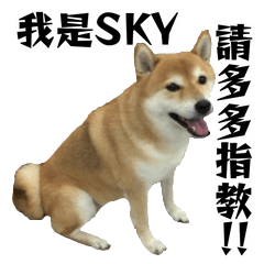 [LINEスタンプ] SHIBA SKYの画像（メイン）