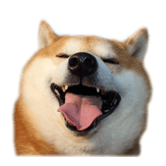 [LINEスタンプ] 柴犬すばる
