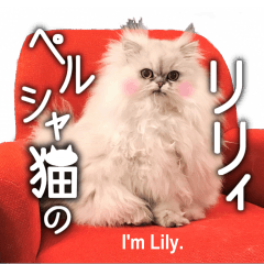 [LINEスタンプ] ペルシャ猫のリリィスタンプ(写真スタンプ)の画像（メイン）