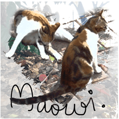 [LINEスタンプ] Cats Garden Photography Stickers