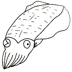 [LINEスタンプ] アオリーカ君