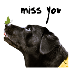 [LINEスタンプ] P. Black Labrador2