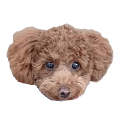[LINEスタンプ] CUTE POODLE CUTE MINIATURE DACHSHUND