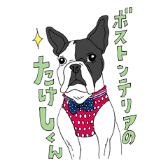 [LINEスタンプ] ボストンテリアのたけし(BIG SIZE)1