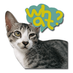 [LINEスタンプ] Pussy Cat Meow in Thailand