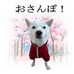 [LINEスタンプ] 北海道犬桜花の愛情表現の画像（メイン）