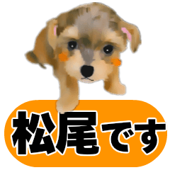 [LINEスタンプ] 松尾さん用の名前スタンプ・子犬イラストの画像（メイン）