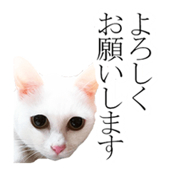 [LINEスタンプ] ネコ好きのためのかわいい白猫スタンプ！
