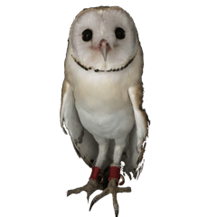 [LINEスタンプ] メンフクロウのはーちゃん