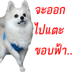 [LINEスタンプ] POMPOM - WK