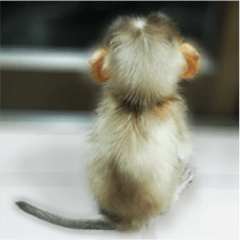 [LINEスタンプ] Jackie the Baby Monkey