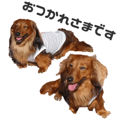 [LINEスタンプ] ダックス