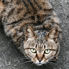 [LINEスタンプ] Street cat emoticons _ 1