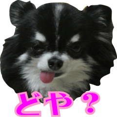 [LINEスタンプ] 大阪のチワワ♪