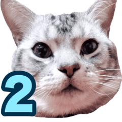[LINEスタンプ] アメリカンショートヘア【 ビビ】② 実写猫
