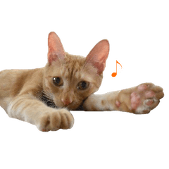 [LINEスタンプ] 茶とら猫 フェリックスの日常