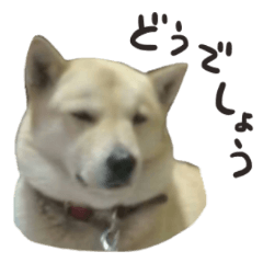 [LINEスタンプ] 北海道犬、れっど