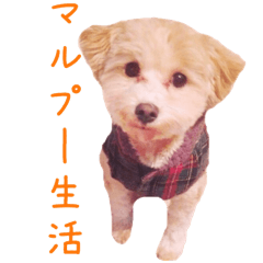 [LINEスタンプ] マルプー生活